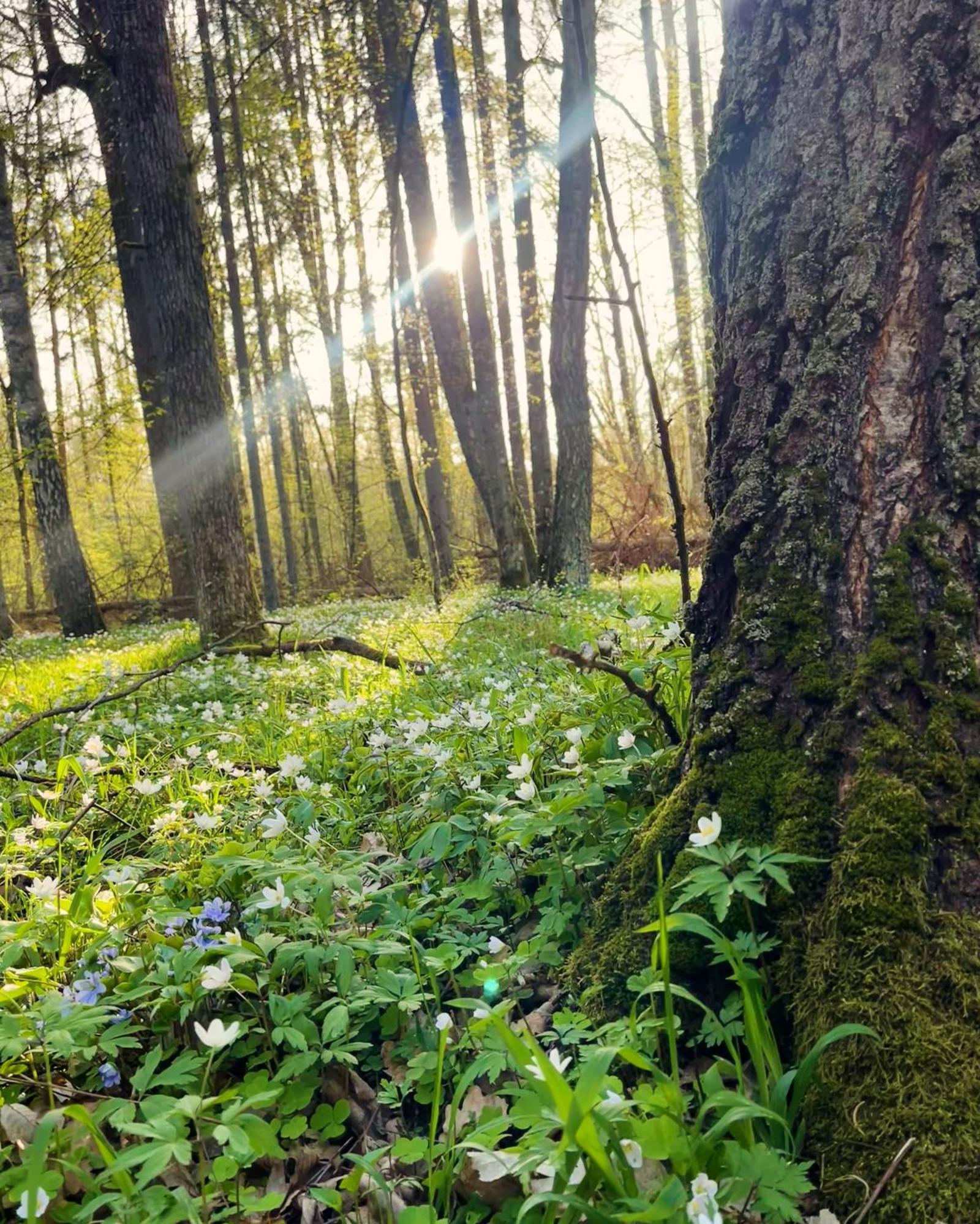 Apartament Magia Puszczy Z Widokiem Na Puszcze Bialowieska Hajnówka Dış mekan fotoğraf