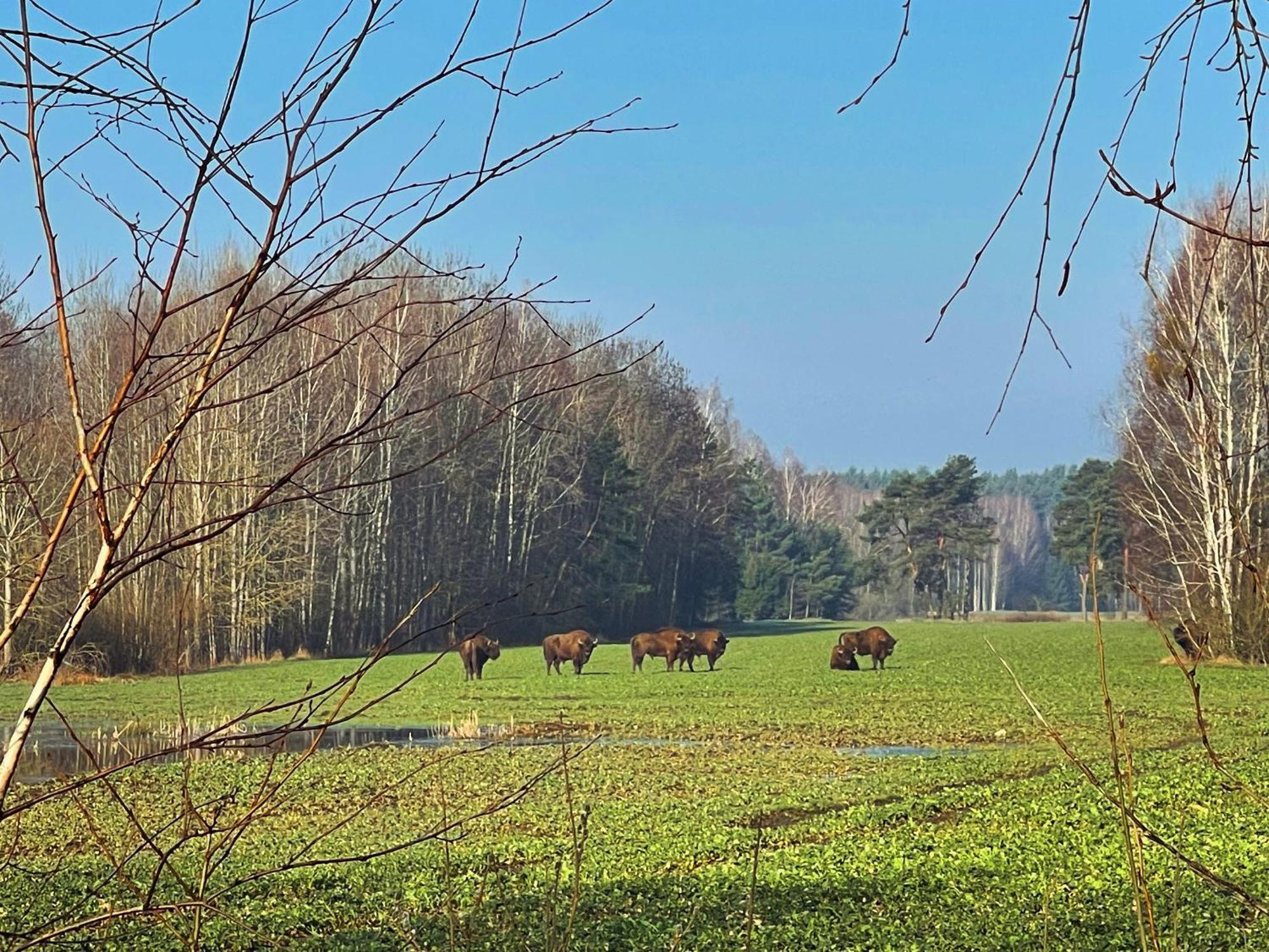 Apartament Magia Puszczy Z Widokiem Na Puszcze Bialowieska Hajnówka Dış mekan fotoğraf