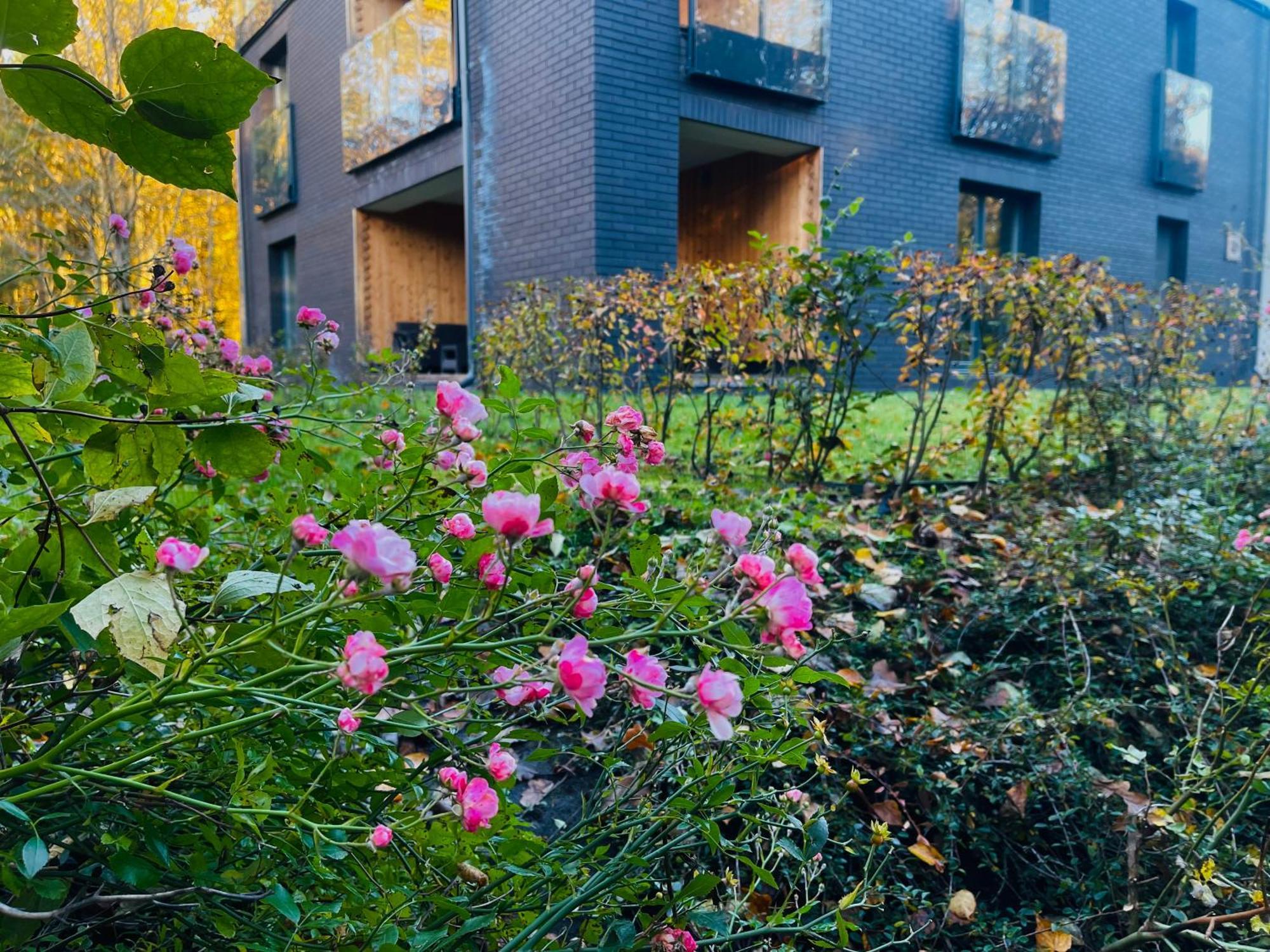 Apartament Magia Puszczy Z Widokiem Na Puszcze Bialowieska Hajnówka Dış mekan fotoğraf